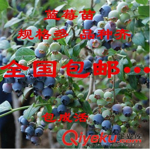 批发进口美国蓝莓树苗  蓝莓苗 果树苗 盆栽果树 当年可挂果