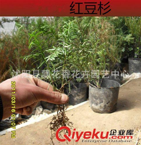 苗圃直销红豆杉小苗 南方红豆杉苗 曼地亚红豆杉20公分左右