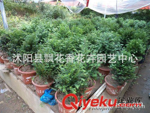 批发供应红豆杉盆景 红豆杉树苗 室内盆栽 庭院植物 {bfb}实拍