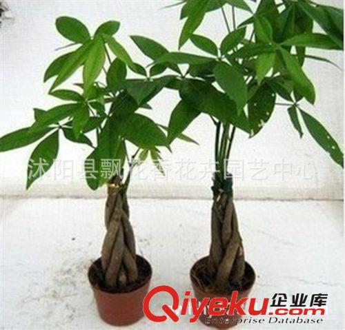 批发绿植盆栽 植物 小发财树 绿色环保  客厅{zj0}选择