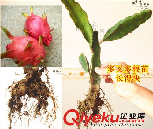 玫瑰1号火龙果苗 红肉 红心 盆栽果树 多根有泥土易成活 35CM