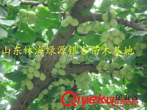 郯城林海苗木批发供应白果、银杏种子