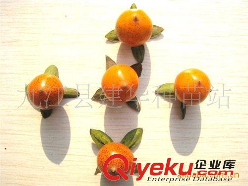 种子批发站：供应优质老鸦柿种子（净子）