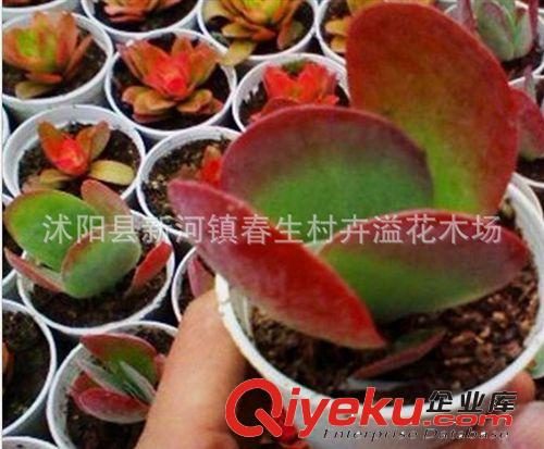 基地现货供应批发 yz多肉植物 唐印小盆栽  室内迷你植物