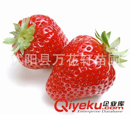果树苗-草莓苗-四季结果草莓苗-阳台盆栽种植大苗-品种齐全