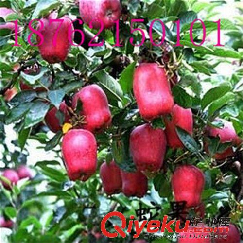 批发果树苗 直销红肉苹果树苗 红心苹果 品种纯正 成活率高