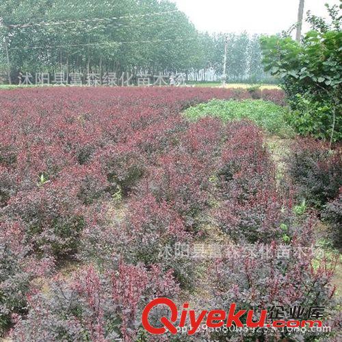 【红叶小檗】红叶小檗球 园林绿化苗木 红叶小檗苗 根系发达