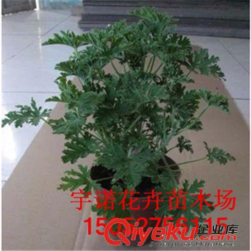 厂家tgyz 驱蚊香草 驱蚊草盆栽 桌面盆栽花卉 低价批发