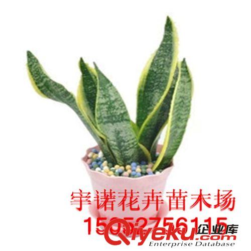 厂家提供 金边 虎皮兰 盆栽 植物 室内 jd净化 苗高度10-15cm