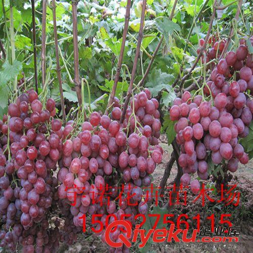 长期大量供应 贝达砧木嫁接的优良品种 红提葡萄苗 葡萄种苗