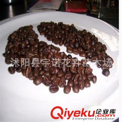 供应各种规格 咖啡树种子 tryz 低价批发