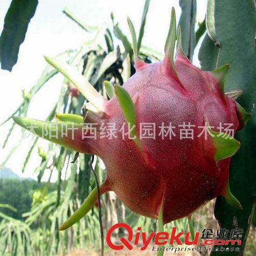 台湾红肉火龙果苗/新品种/果又大超甜 火龙果种苗