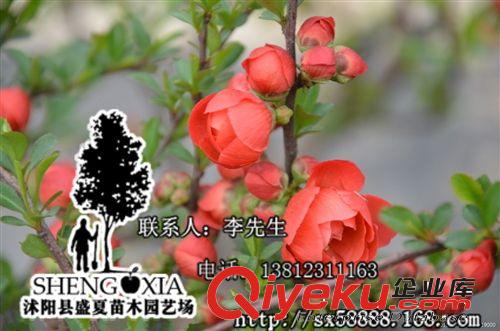批发供应海棠  苗木 绿化  海棠树苗  园林景观设计日本红色海棠