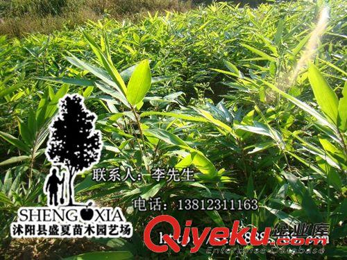 产地直销 供应绿化yz竹子 楠竹 毛竹 江南竹 茅竹 规格齐全