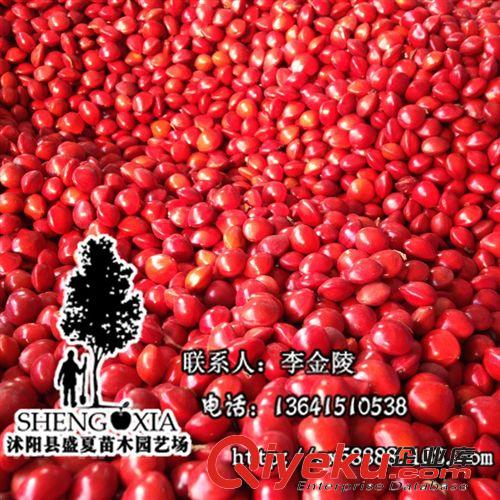 当年新采出苗率高 海红豆孔雀豆种子别称台湾相思豆 绿化苗木种子