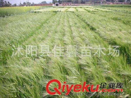 大麦种子 农作物种子 出芽率高