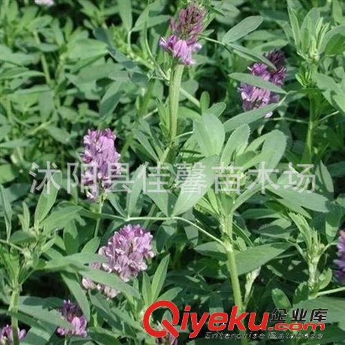 牧草种子 紫花苜蓿草种子 牧草{zw} 高蛋白高营养高产
