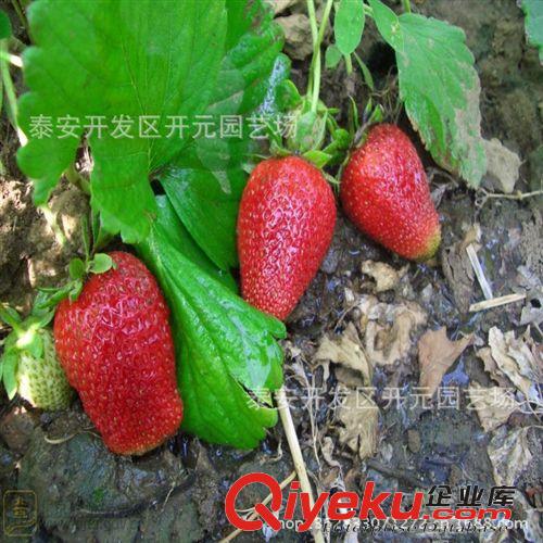 出售丰香草莓苗 山东四季草莓 赛娃 美德莱特