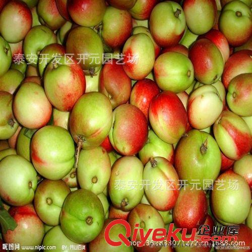 中油系列油桃苗 销售各种规格山东油桃树