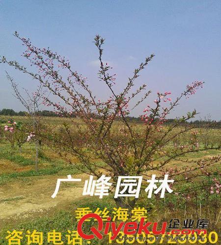 浙江安徽交界处广峰园林苗木公司zg8-10公分垂丝海棠、海棠