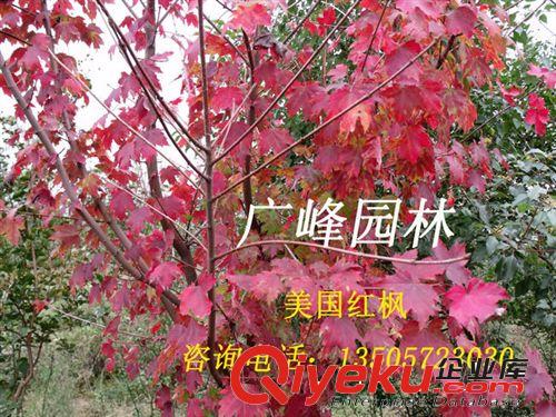 厂家直销 zg美国红枫树 成活率高yz红枫树
