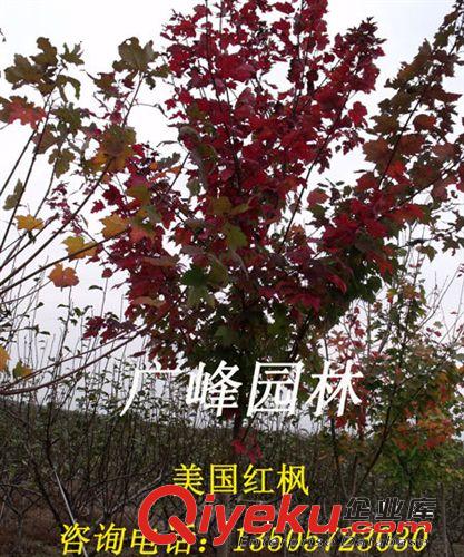 厂家直销 zg美国红枫树 成活率高yz红枫树