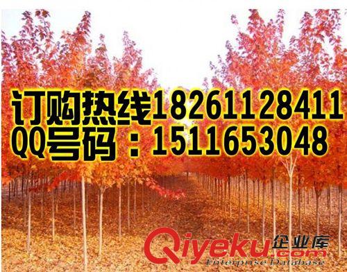 红枫种子 日本红丝带 红舞妓 进口彩色树种 中国紫红鸡爪槭种子