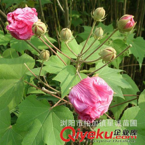 木芙蓉  湖南zg绿化树苗  品质保证  价格实在