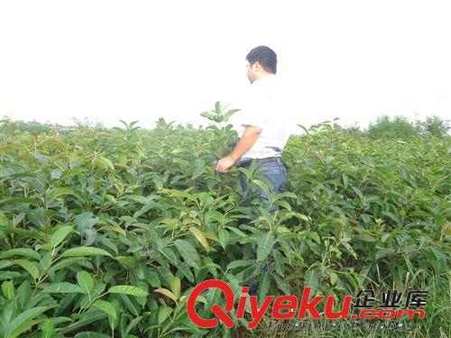 重庆璧山供应100万株10-150公分黄角树小黄葛树黄桷树苗树苗！