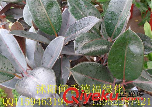 供应沭阳苗木基地现货【橡皮树】盆栽乔木植物橡皮树（图）