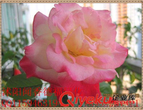 沭阳基地供应各种颜色【玫瑰】   玫瑰花盆栽   欢迎选购