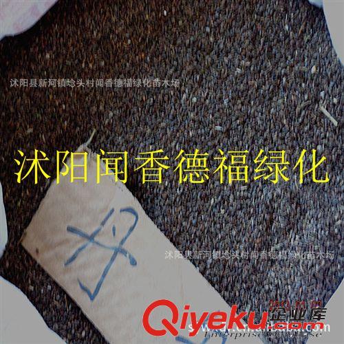 供应丹参种子   量大价优   欢迎新老客户选购种子