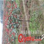 红叶石楠/绿化树