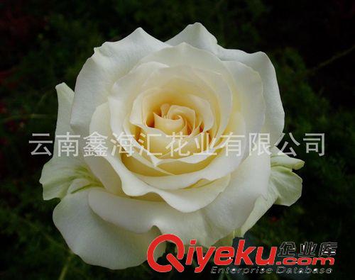 供应玫瑰鲜切花种苗 专利新品种 安琪拉玫瑰苗