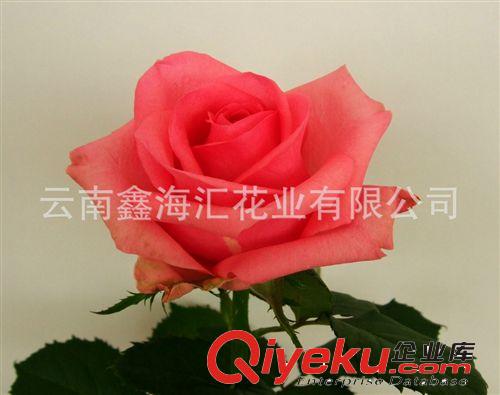 供应玫瑰鲜切花种苗 专利新品种 丽娜玫瑰苗