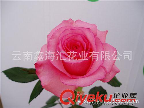 供应玫瑰鲜切花种苗 专利新品种 雅美玫瑰苗