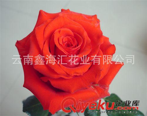 供应玫瑰鲜切花种苗 专利新品种 米雅玫瑰苗
