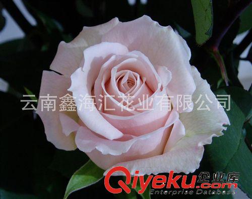 厂家直供玫瑰鲜切花种苗 专利品种 美琪玫瑰苗