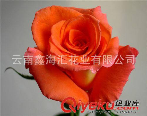 供应玫瑰鲜切花种苗 专利品种 艾丽玫瑰苗