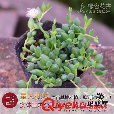 【漳州绿容花卉】产地批发多肉植物 佛珠情人泪 景天科