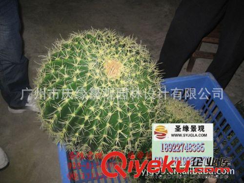 厂家直销沙漠多肉植物批发 仿真仙人植物广州仙人球19、29、 39cm