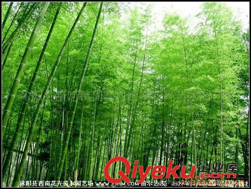 供应早园竹、黄金竹、刚竹、雷竹、箬竹等品种绿化竹子