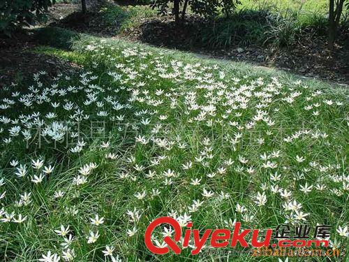 供应苗木-花木-耐寒地被植物-葱兰 葱兰种子 葱兰价格 工程苗