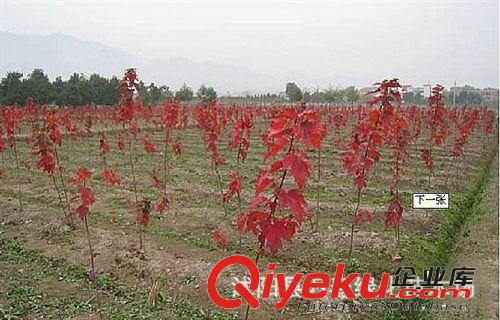 大量出售 红枫各种规格 红枫小苗  红枫种子联系电话