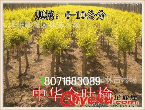 出售：金叶榆3-8公分   金叶榆种子（保质保量  货到付款）