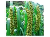 地方特产 全国四大贡米 杂交谷米 优种小米 出口黄谷穗、黄谷粒 谷草