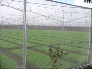防虫网 广西驰恒   养殖网 塑料网布 农用网 防虫网 尼龙网    厂家直销