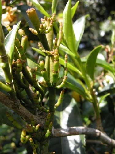 散茶专柜 普洱茶景迈山古树寄生物野生古树螃蟹脚特级古树茶纯料zp批发