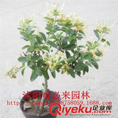 小花草 爬藤花卉植物,攀缘花卉-黄白金银花树苗盆景盆栽-四季不掉叶常青原始图片3