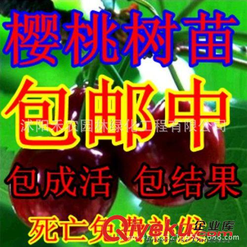 果树 包邮果树苗乌克兰大樱桃树苗车厘子嫁接苗盆栽/地栽南方北方种植